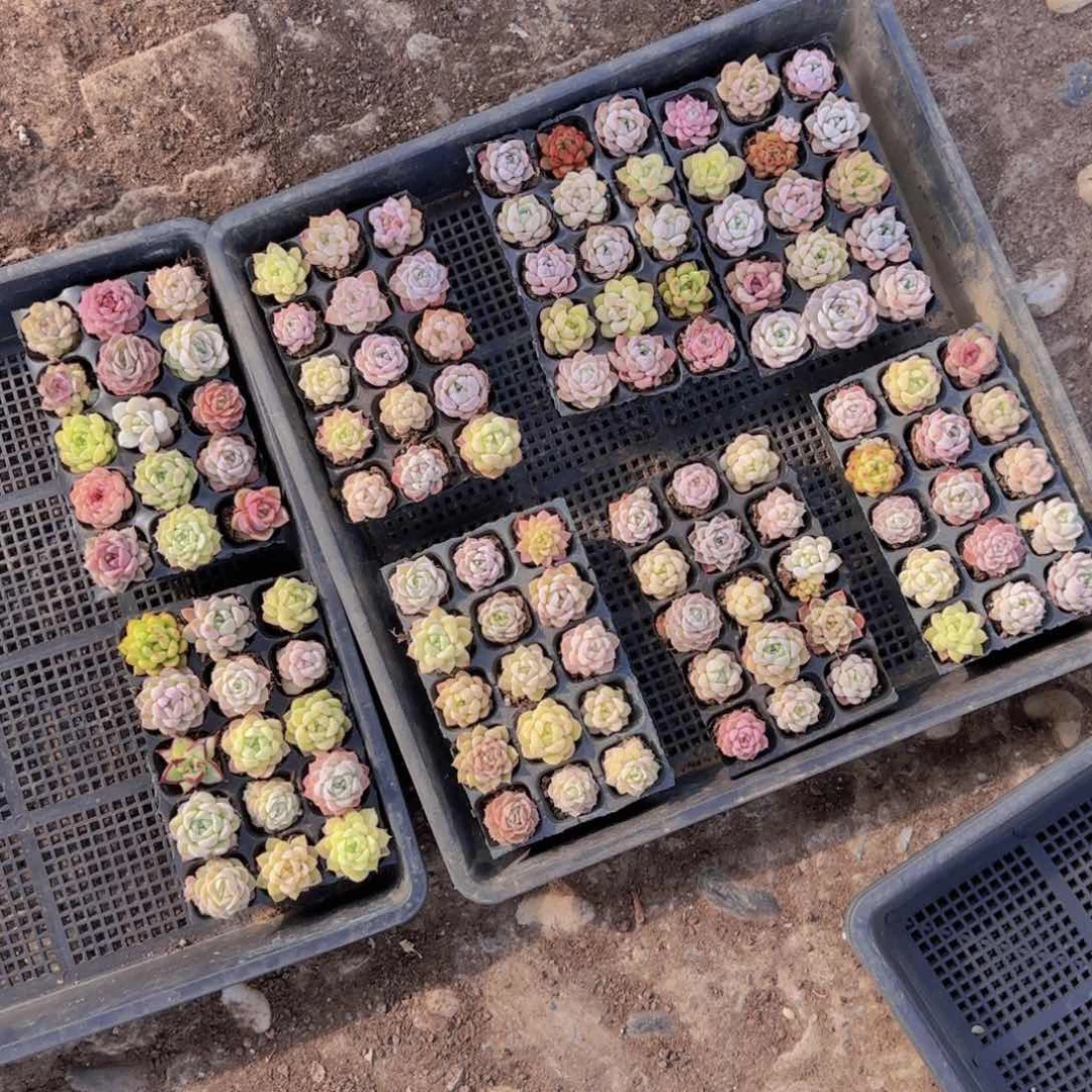 新品15颗优选量拍