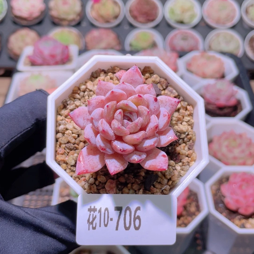 花利美10-706精选糖心