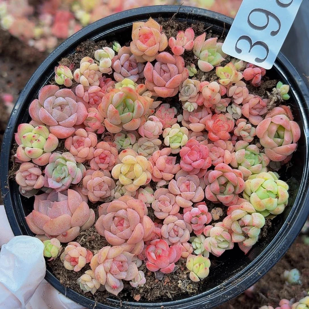 多肉植物多肉植物398