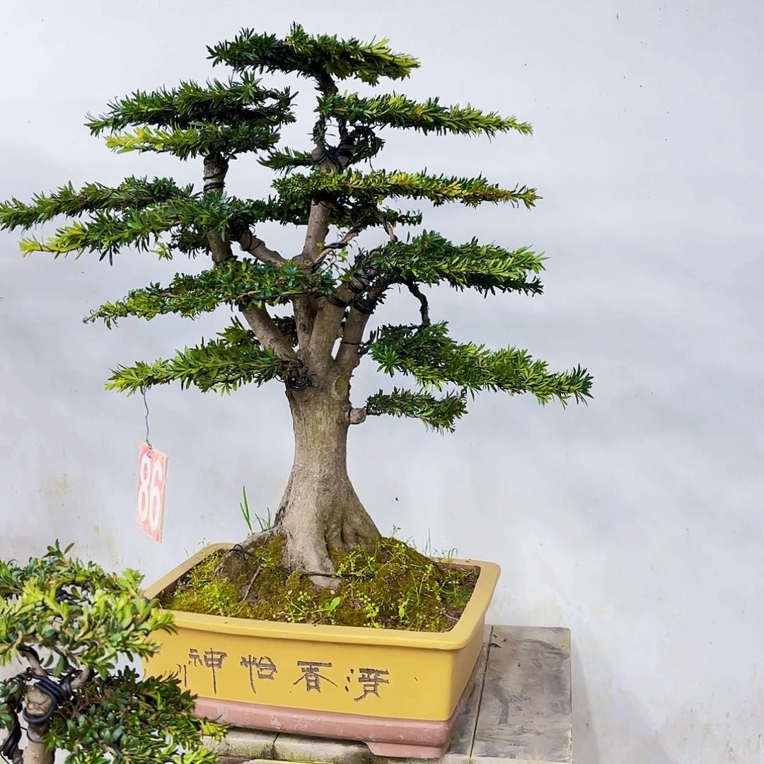 木米叶罗汉松带盆