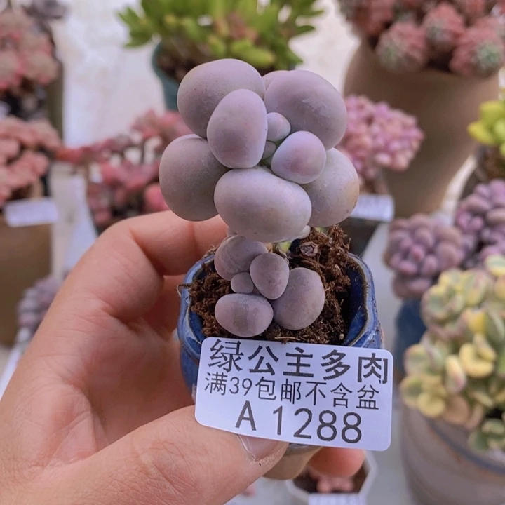 芭比奶洛5cm1288多肉植物