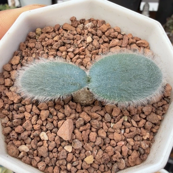 毛叶石蒜（满28包邮）