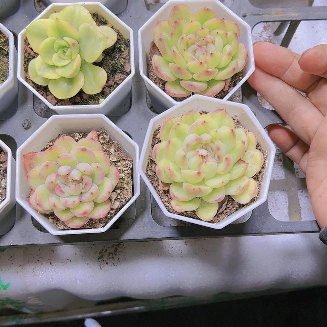 冰天使锦19包邮多肉