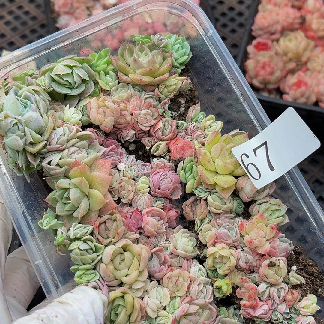 多肉植物多肉植物67