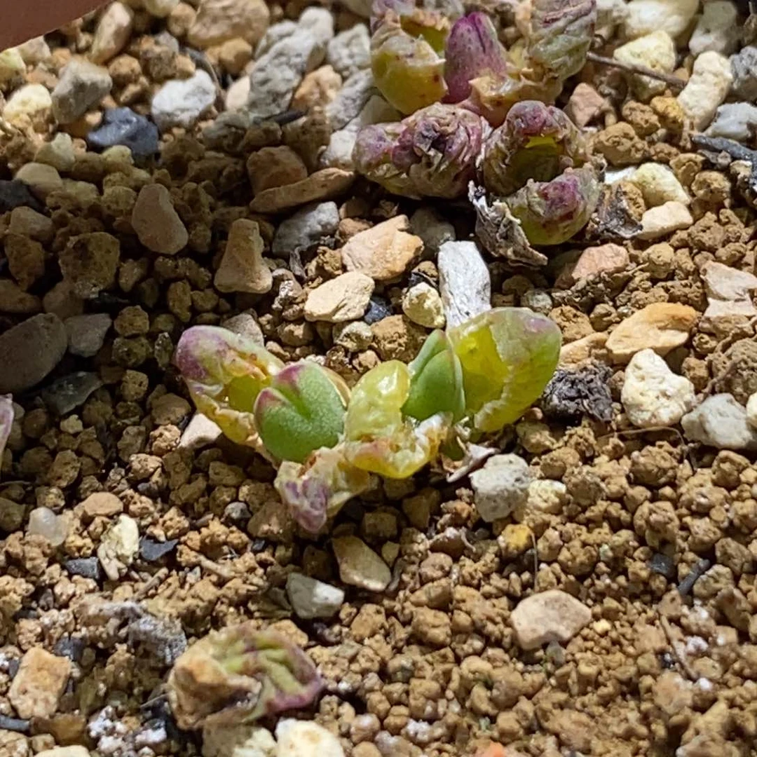 阿*2-0383好看好看