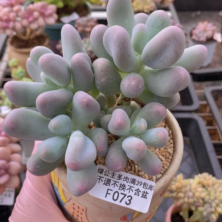 米可12cm073多肉植物