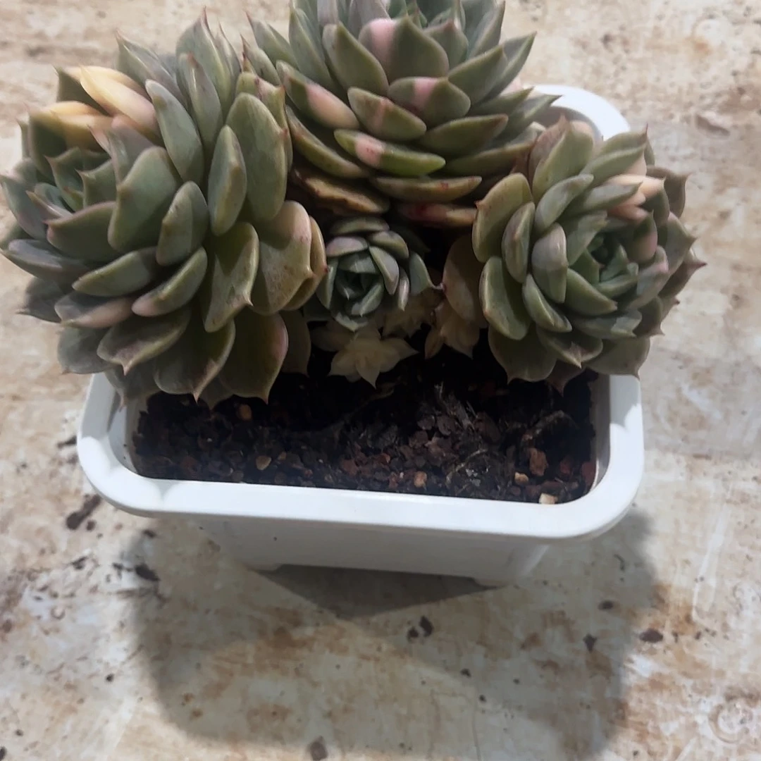 画***.画画贝加尔湖锦多肉植物