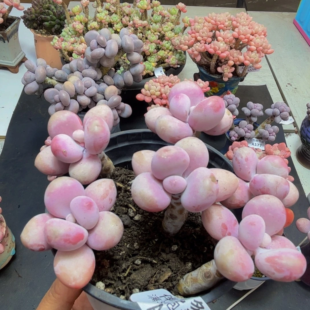 924/10cm糖果桃蛋多肉植物