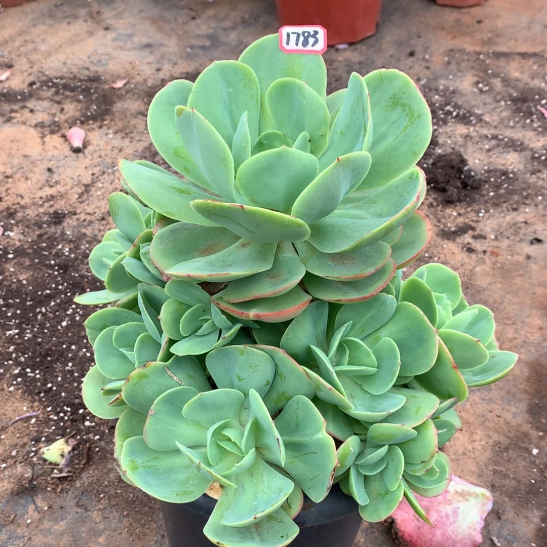 碧桃1783晓晓一物一拍