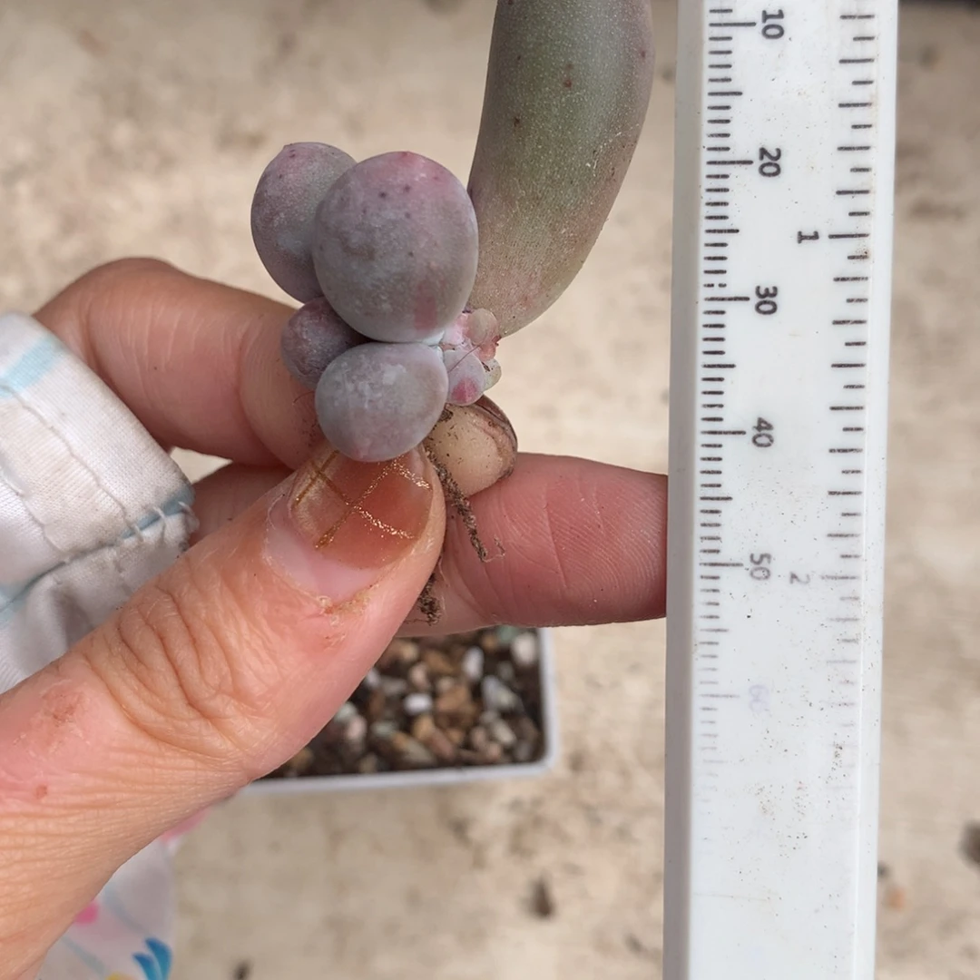 米可奶有锦纹 精品韩国奶酪多肉