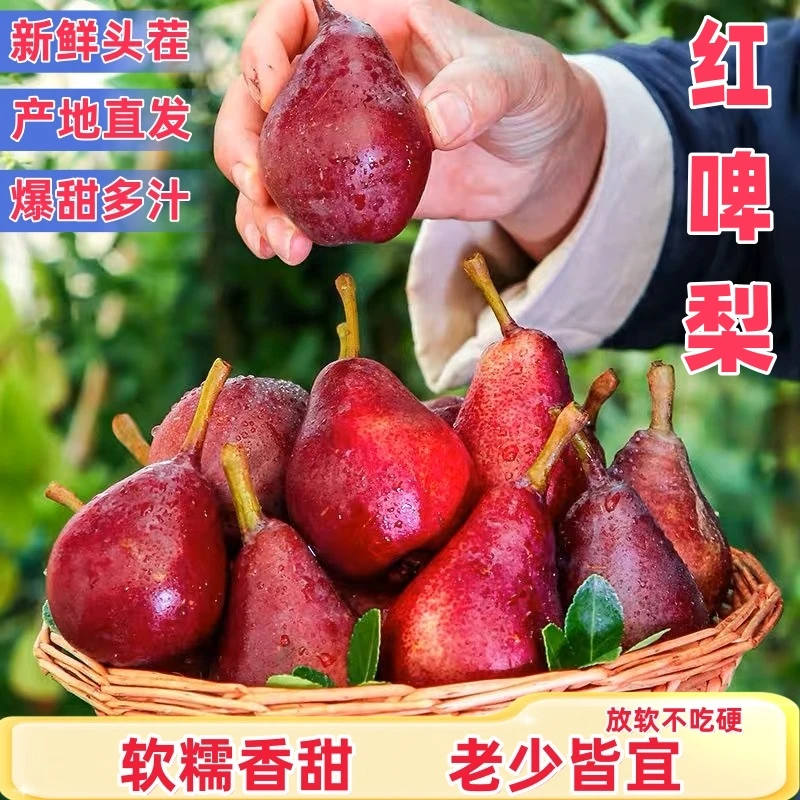 正宗红啤梨太婆梨红皮梨啤酒梨当季大果啤梨酸甜糯梨新鲜水果整箱
