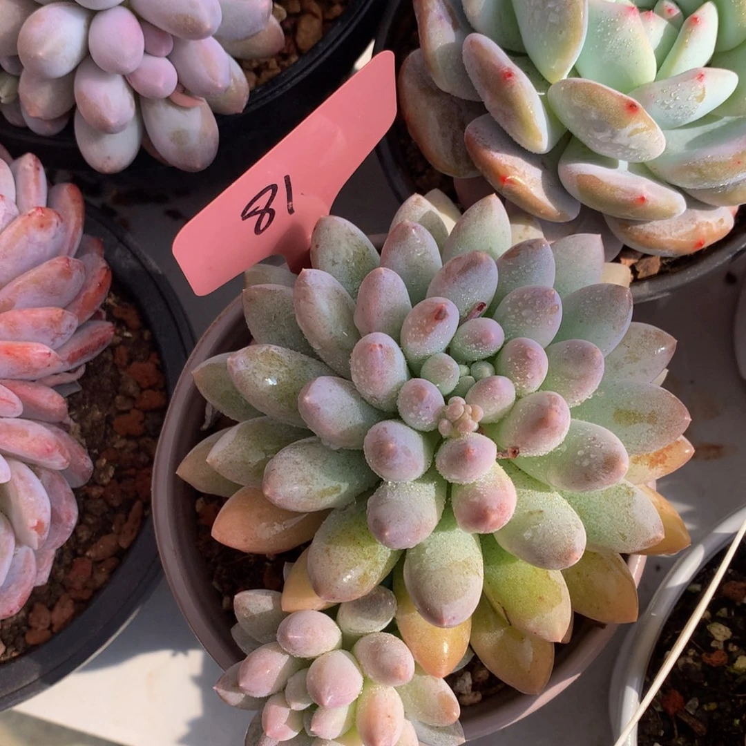 乃样72727272727272