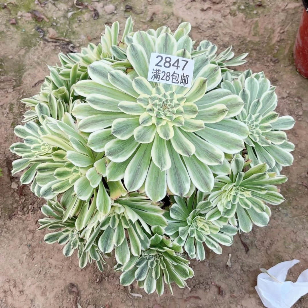 2847碧浪多肉1111111