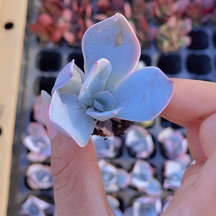 7精品广寒宫一颗