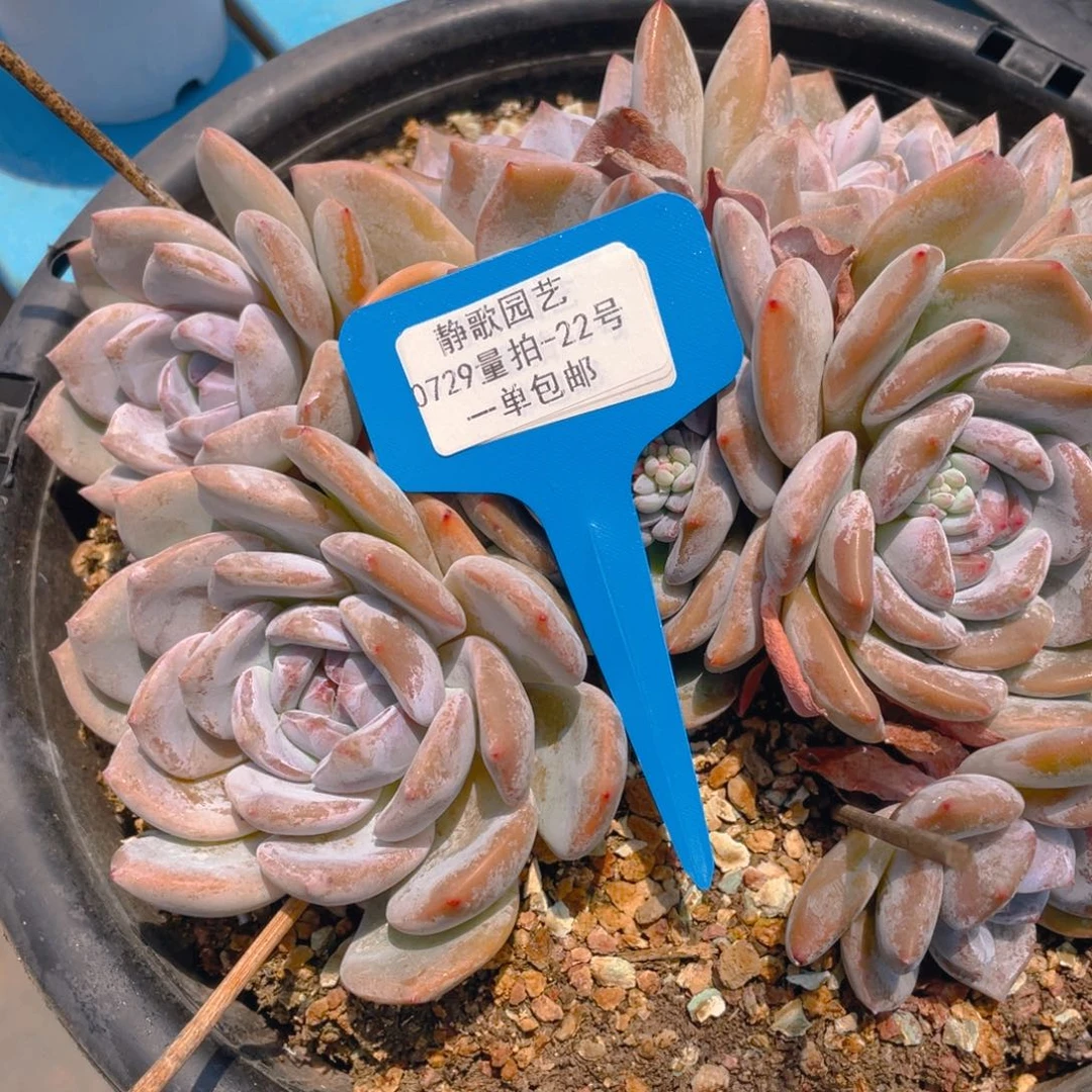 0729-22-石榴籽星影大群生一颗