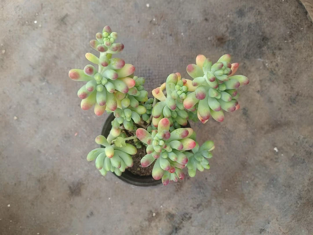 满9.9元包邮乙女心带盆多肉植物脱土发货适合新手室内盆栽