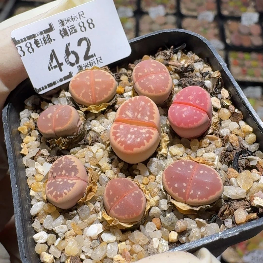 菠***~Zzz生生花肉锥462