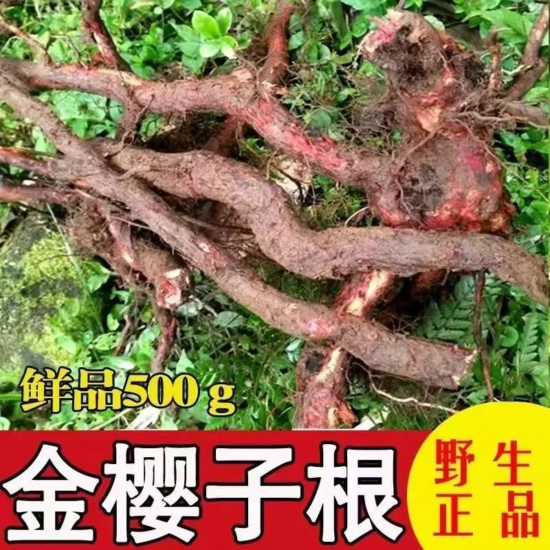 贵州野生金樱根金樱蔃脱骨丹金英根金樱子树根可泡酒煲汤新鲜自挖