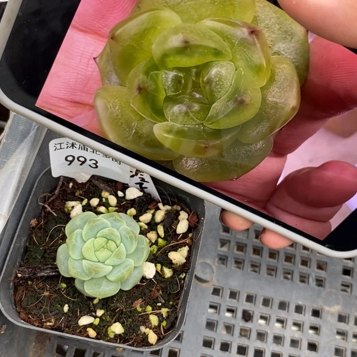 标签993冷翡一个多肉