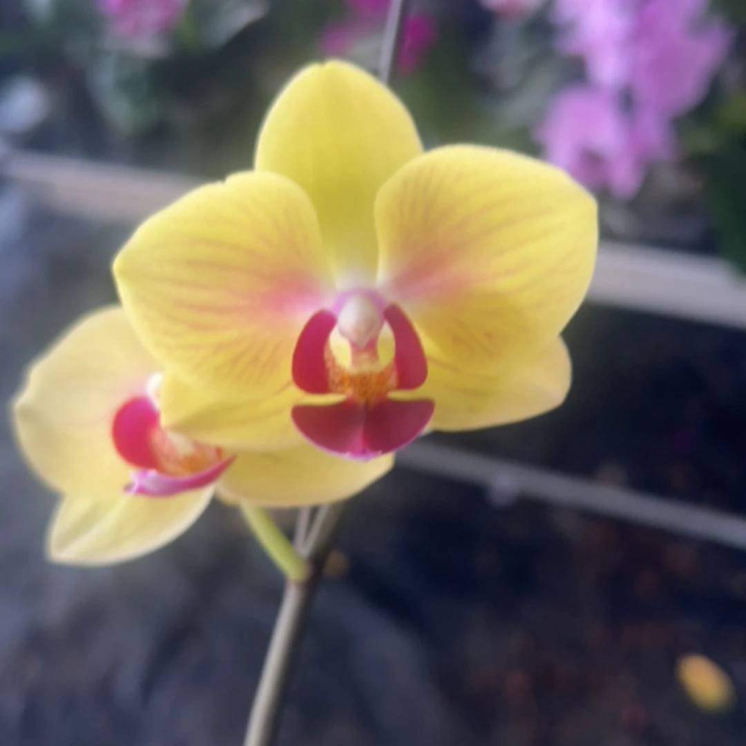 渟叙【柠檬】2.8寸 带花带花苞发货 花卉阳台植物清新网红绿植
