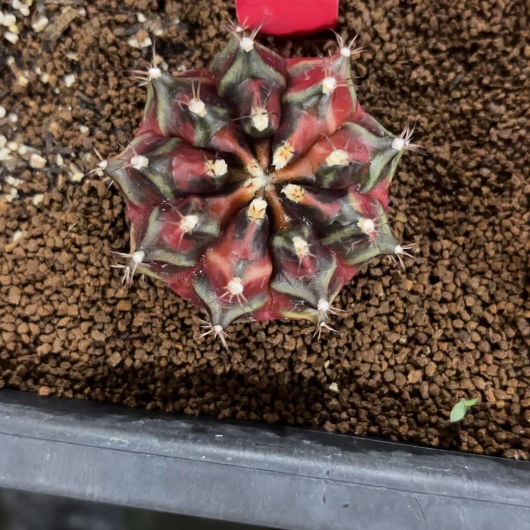 222-1130泰国发货多肉