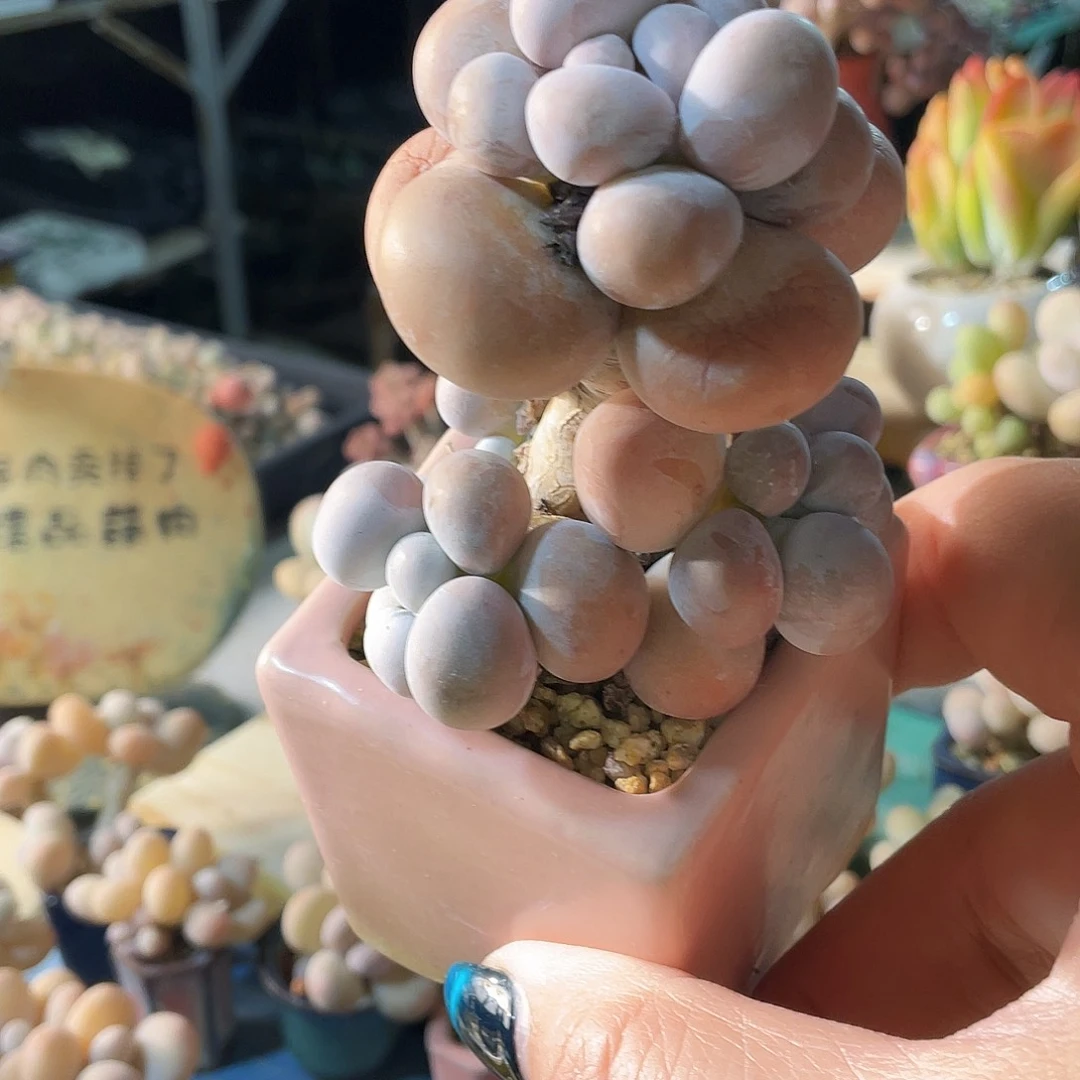 遇***燕多肉植物的生长发育和生长