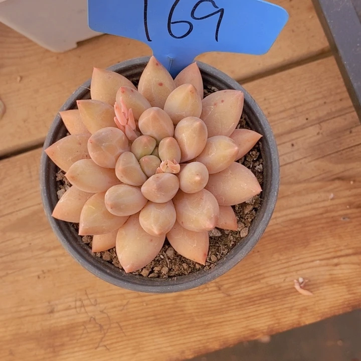 ?***比这点不对的起她