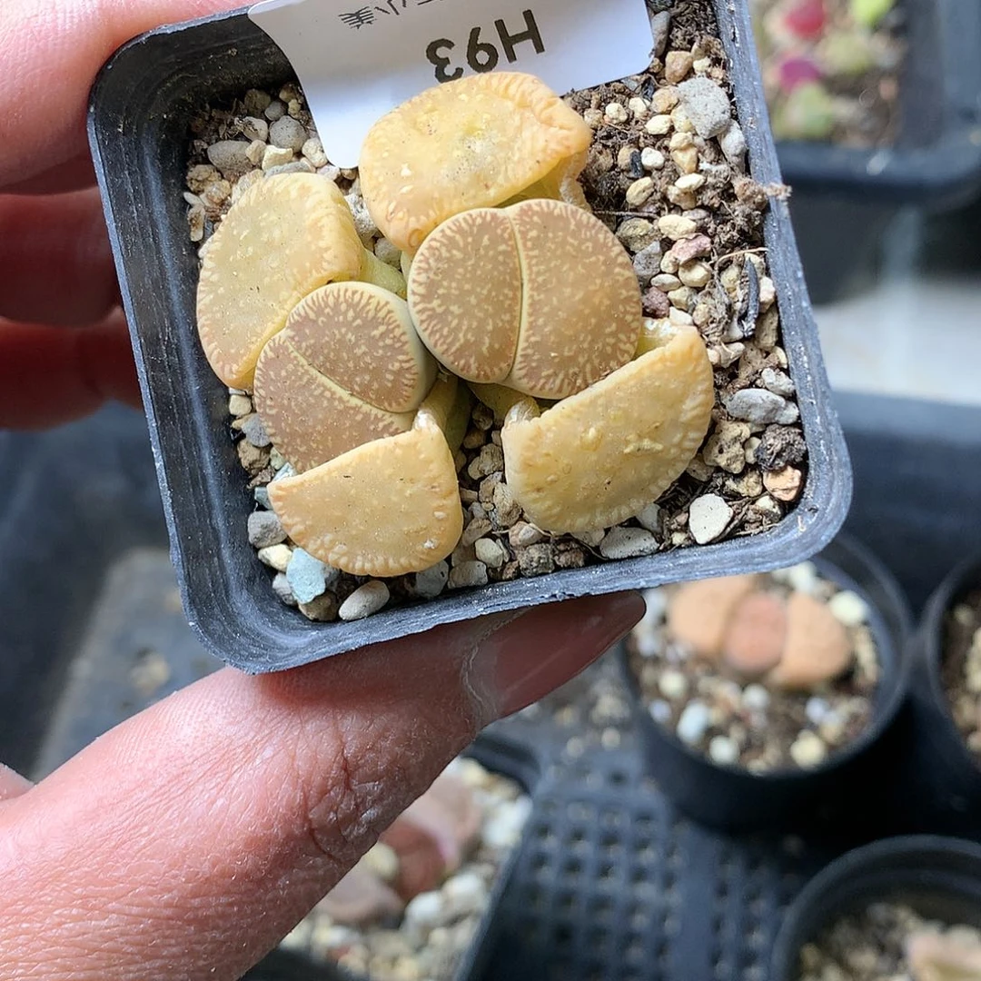 H93多肉植物保护研究所