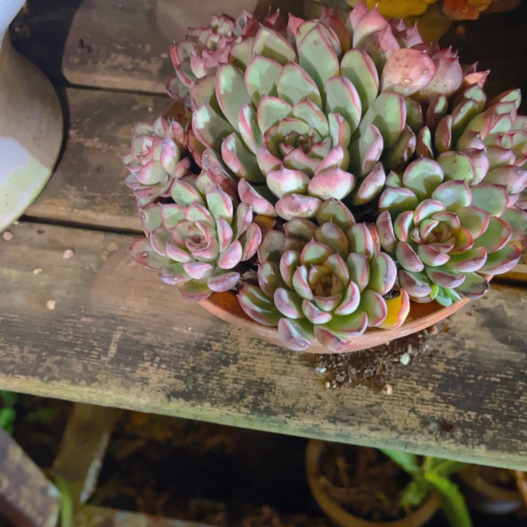 娜***儿多肉植物保护研究所所长