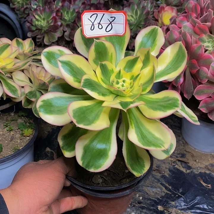 燕姿锦老桩法师868号