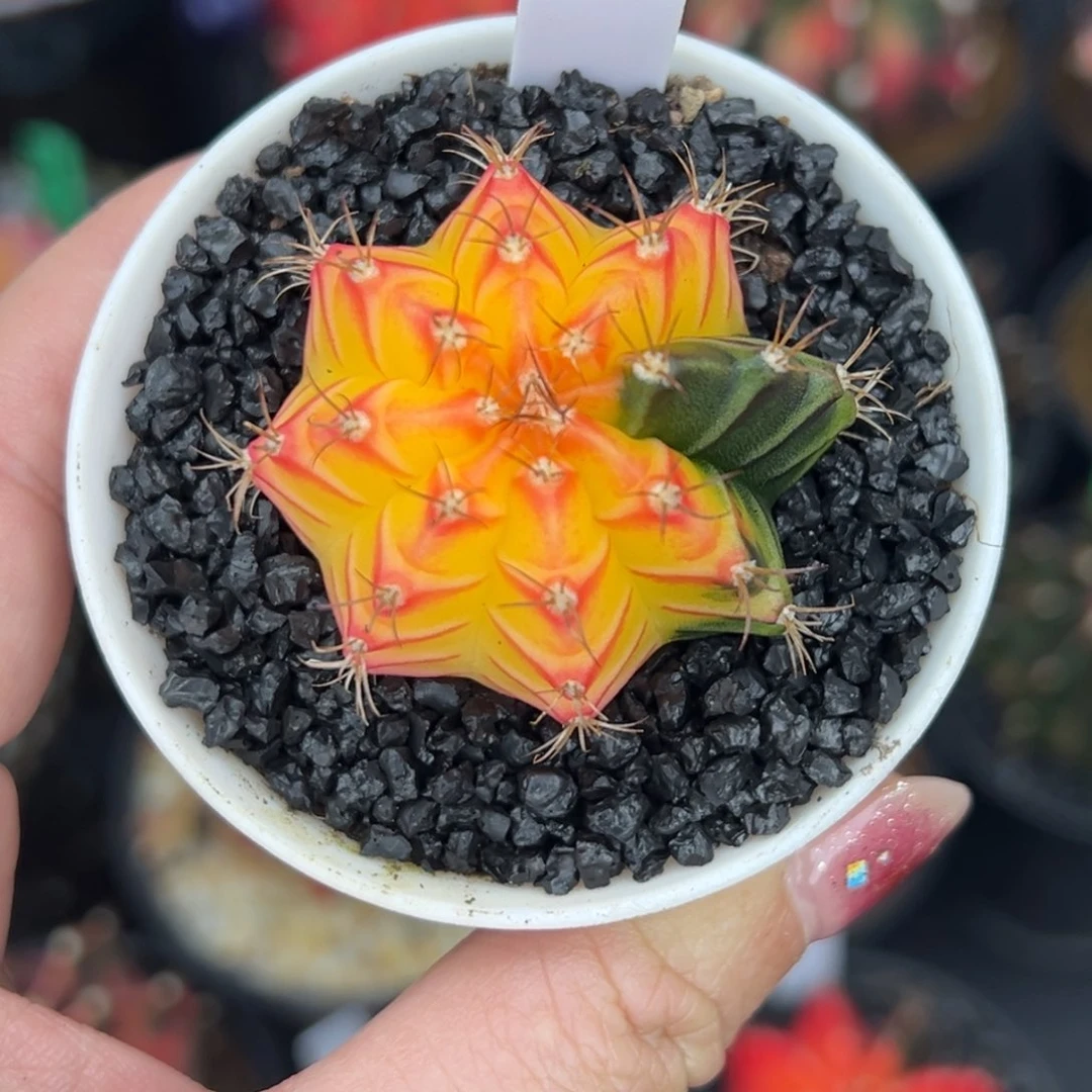 592泰系米哈，烈焰红唇，带盆土发货