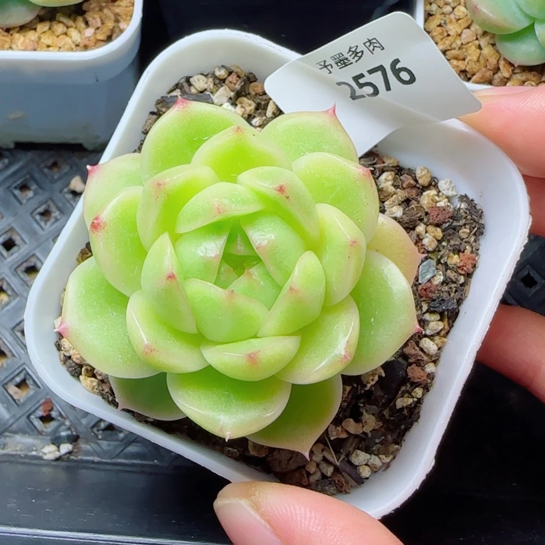 冰云，2576多肉植物