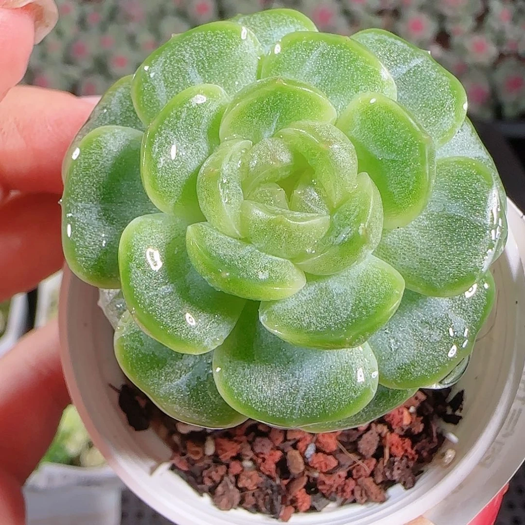 0923---185甘棠糖心珍妮