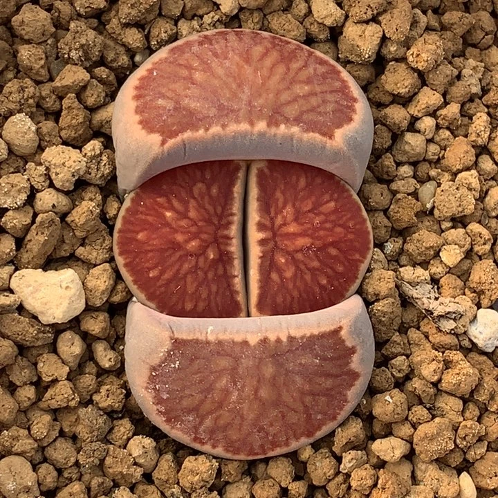 精品多肉岛田红窗丝绒菊