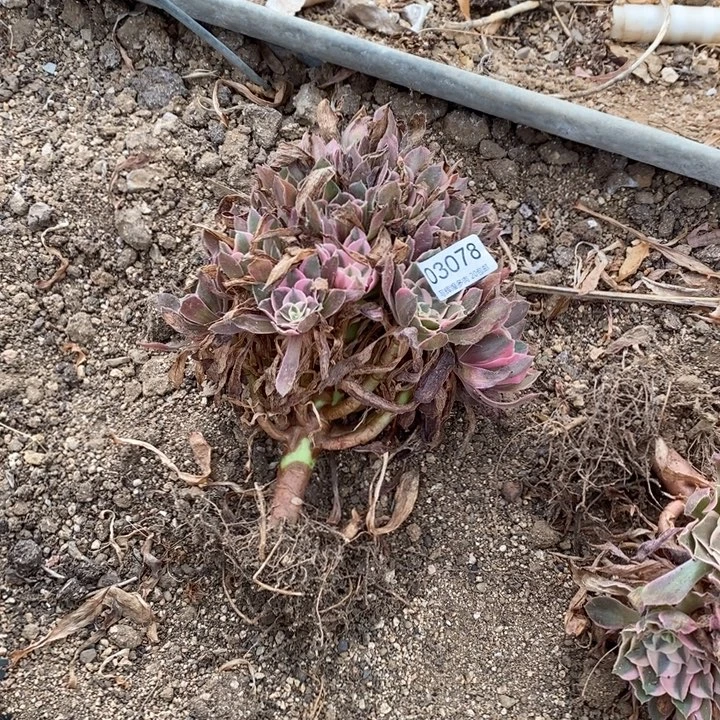 03078男神多肉植物