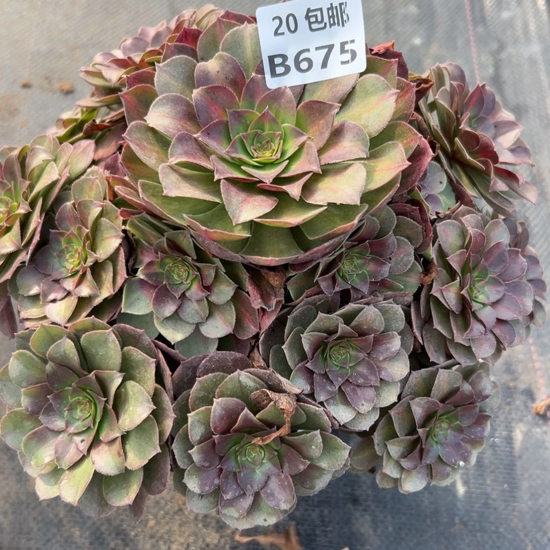 675红茶，满20包邮