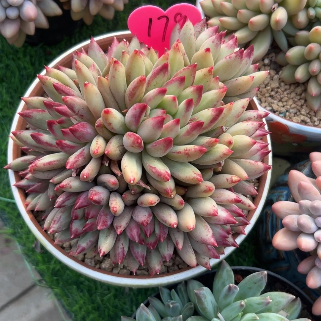 喜*盈多肉植物一物一拍