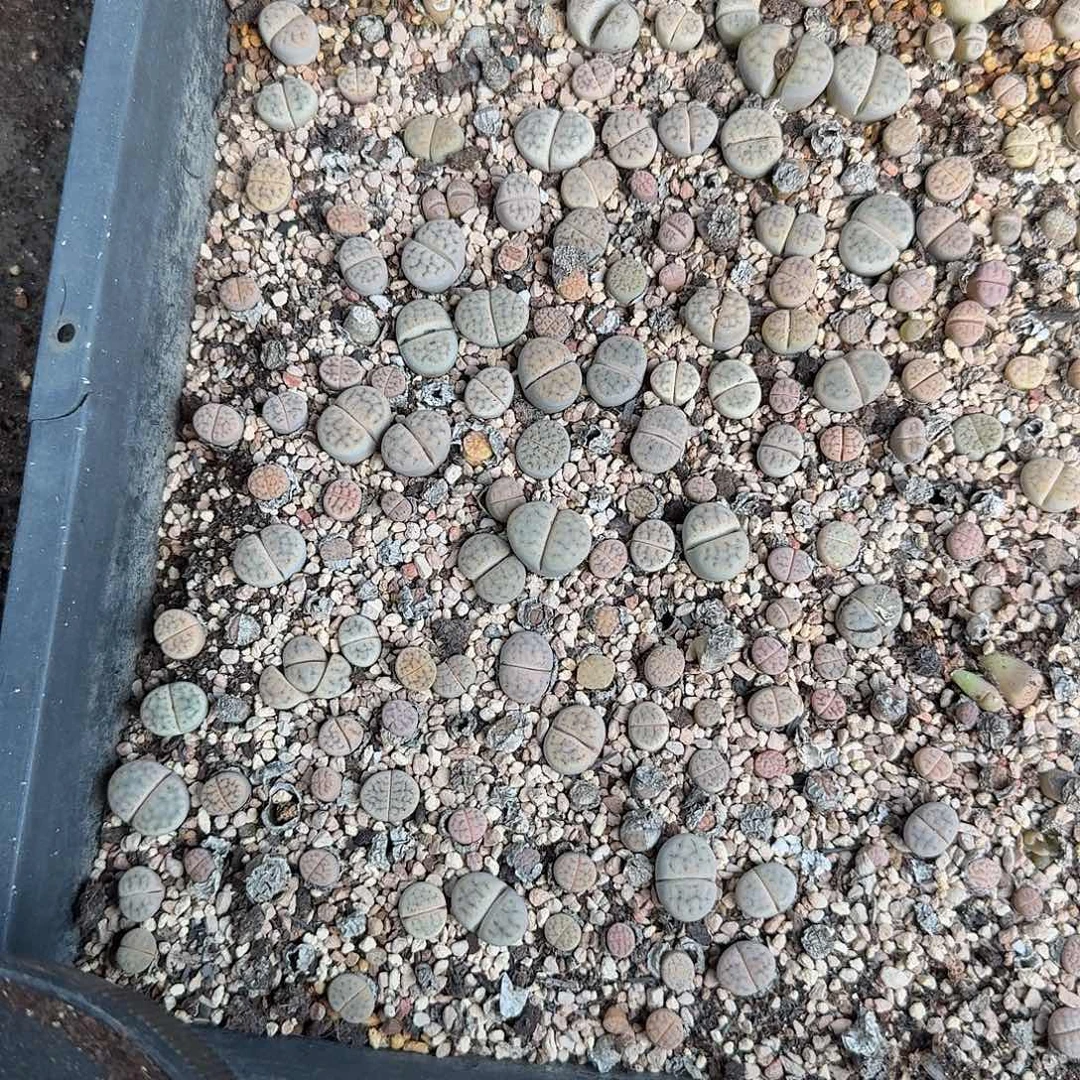 这个小孩好会写哈544是