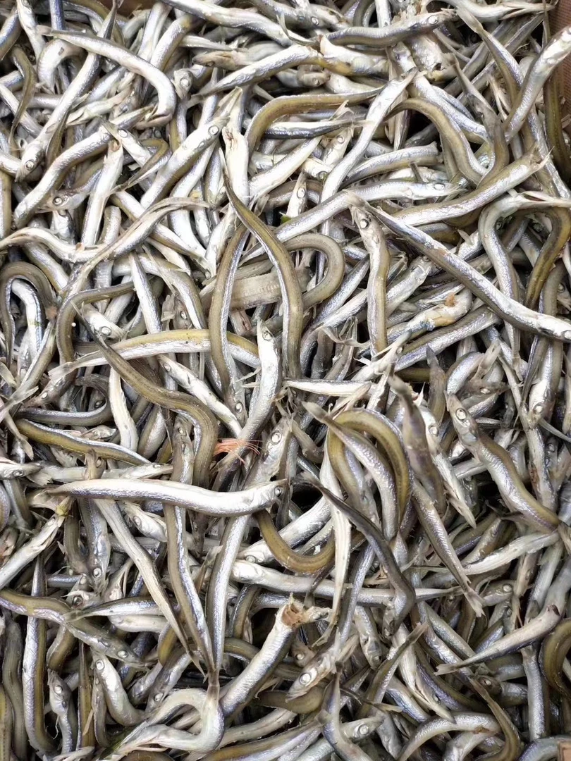 山东发货渤海湾银针鱼3斤