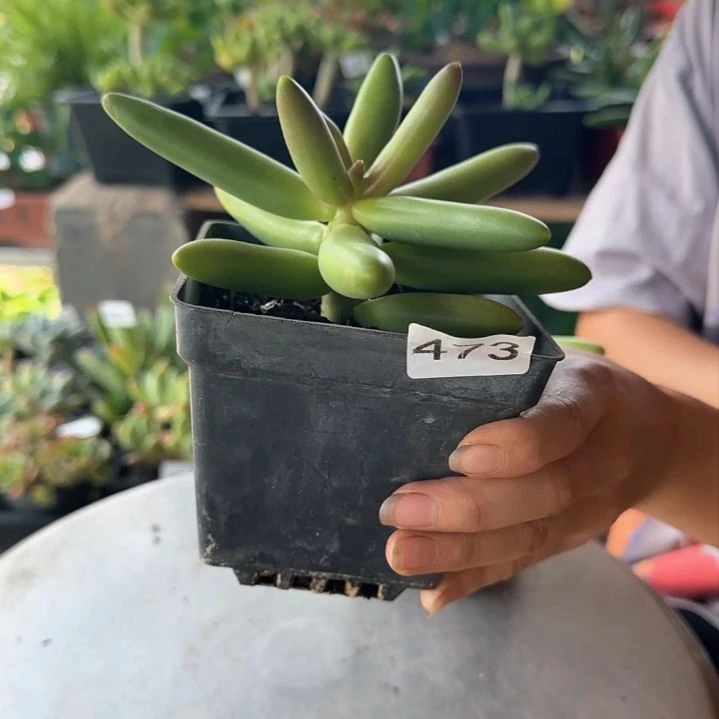 肆****473号一物一拍 一物一拍
