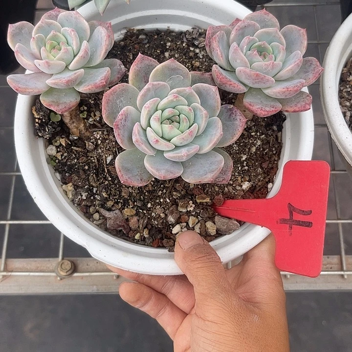 晨语多肉，一物一4红橙
