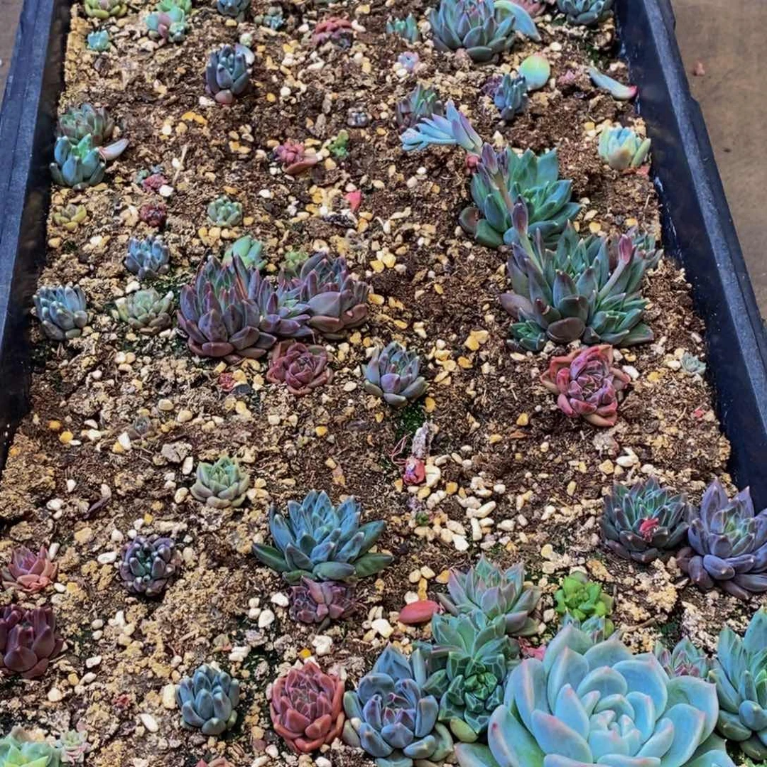 767脱土多肉植物保护研究所