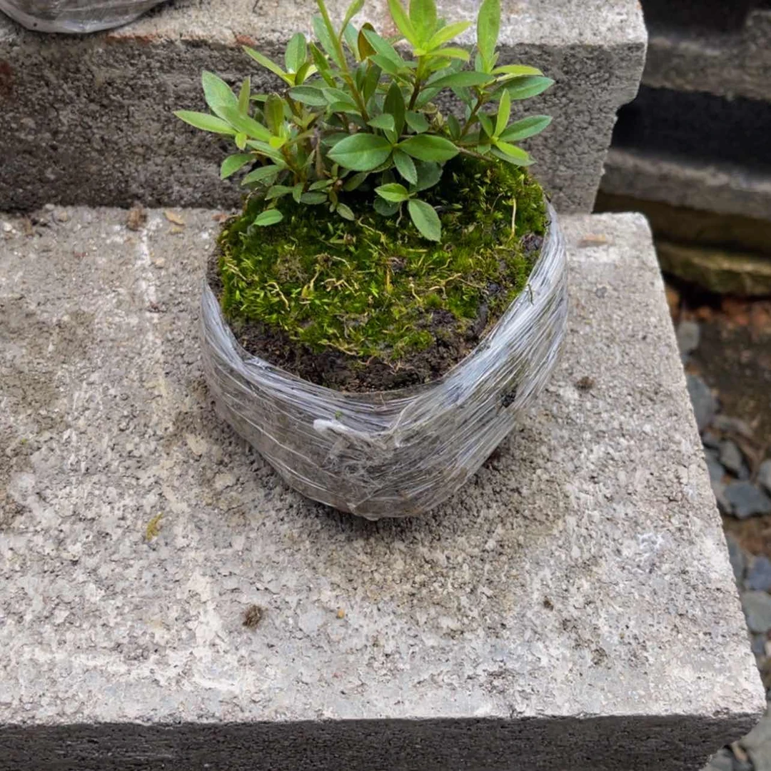 【闪购商品】无花朵丁