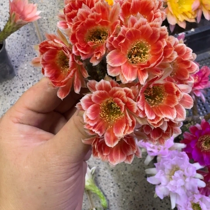 238丽花貂蝉歪无根侧牙3公分左右，20包邮