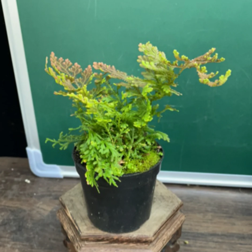 黄金蕨，特别好养的一款蕨类植物！强光照或者是阴养得可以！