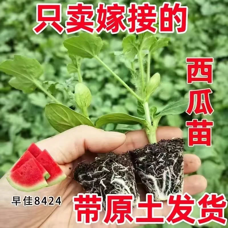 嫁接8424西瓜苗冰糖麒麟美都西瓜秧庭院阳台种植秧苗