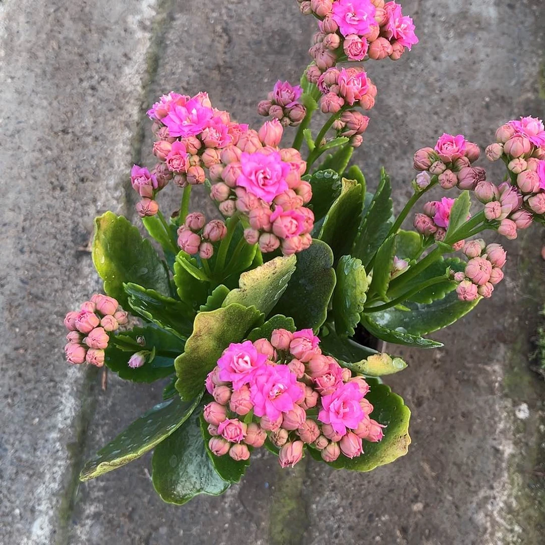 养***趣紫色130盆1盆