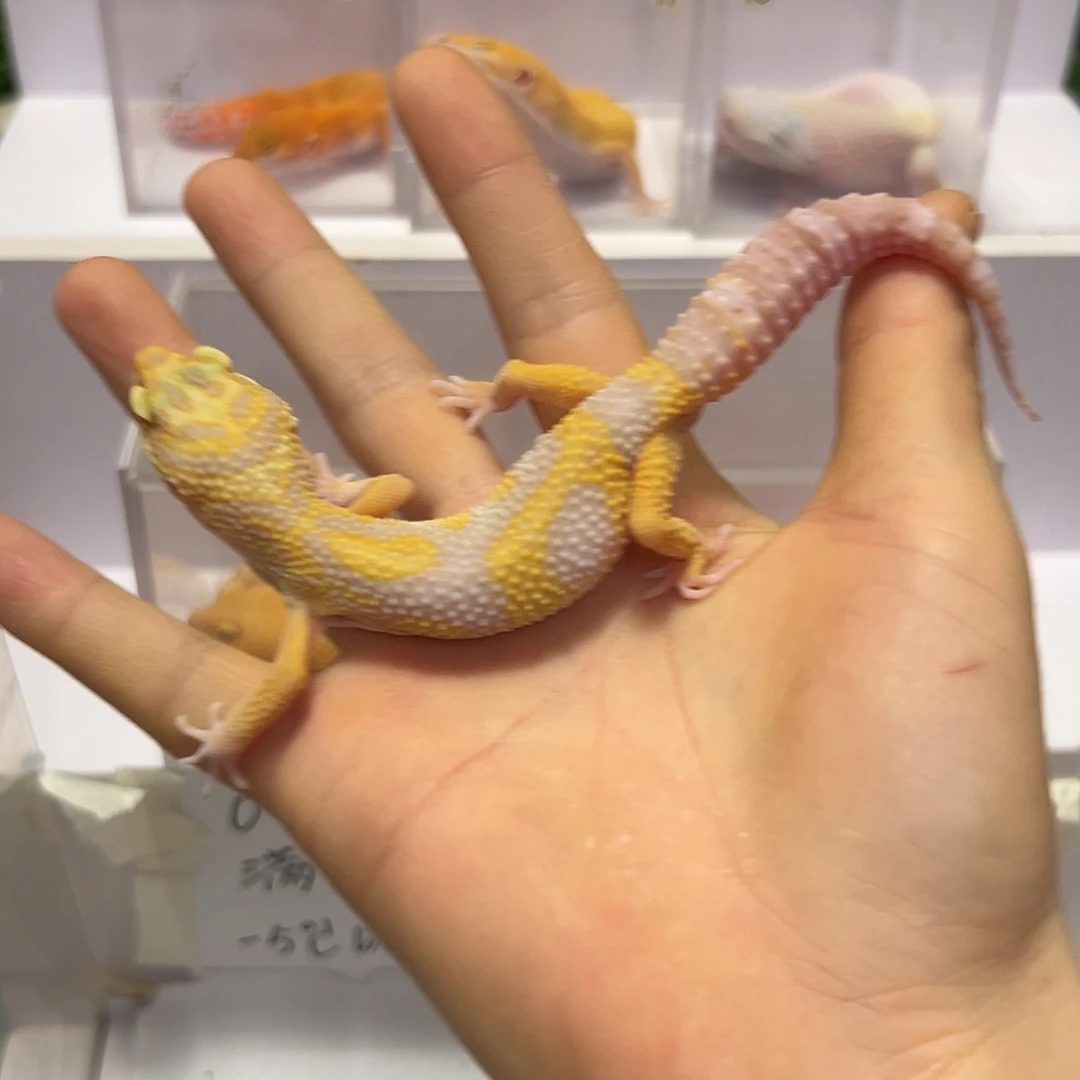 豹纹守宫豹纹守宫