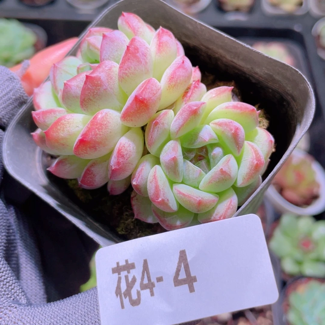 花利美 4-4白桃汽水