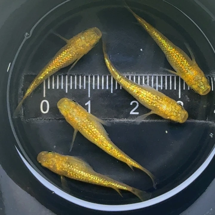 青鳉鱼阳光10号青鳉
